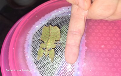 Pupchriphyllium Pulchrifolium 